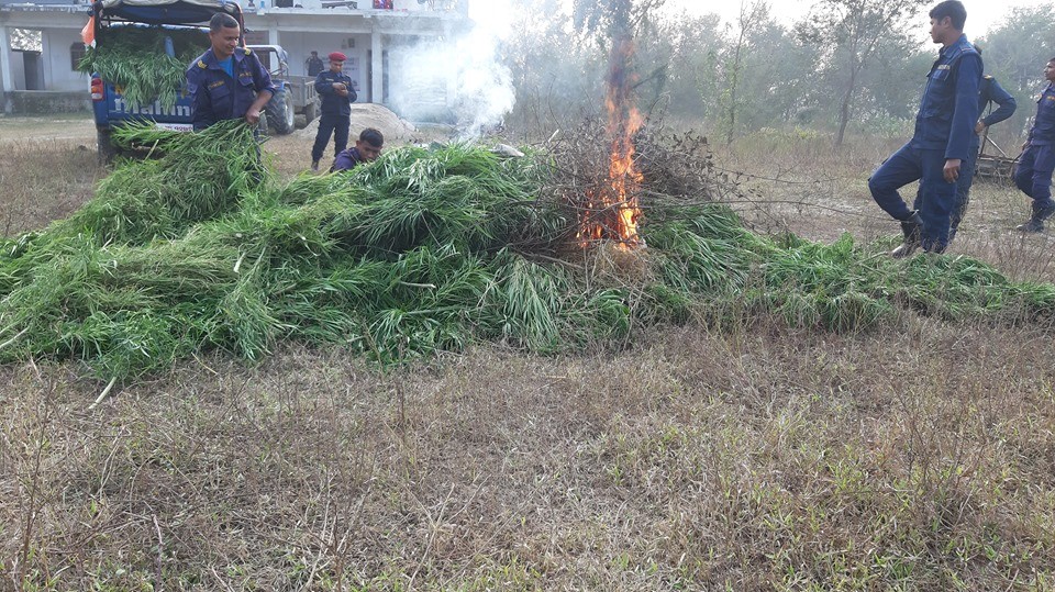 पर्सा प्रहरीद्वारा गाँजा खेती नष्ट