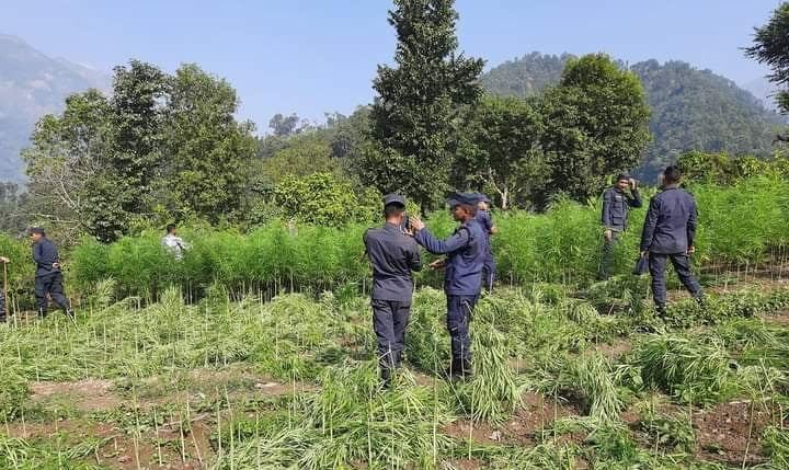 तनहुँ प्रहरीद्वारा ३ हजार गाँजाको बोट फडानी गरी नष्ट