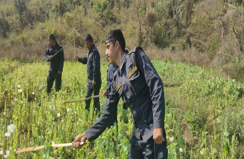 प्रहरीद्वारा ३९ बिगाहा जग्गामा लगाइएको अफिम खेती नष्ट